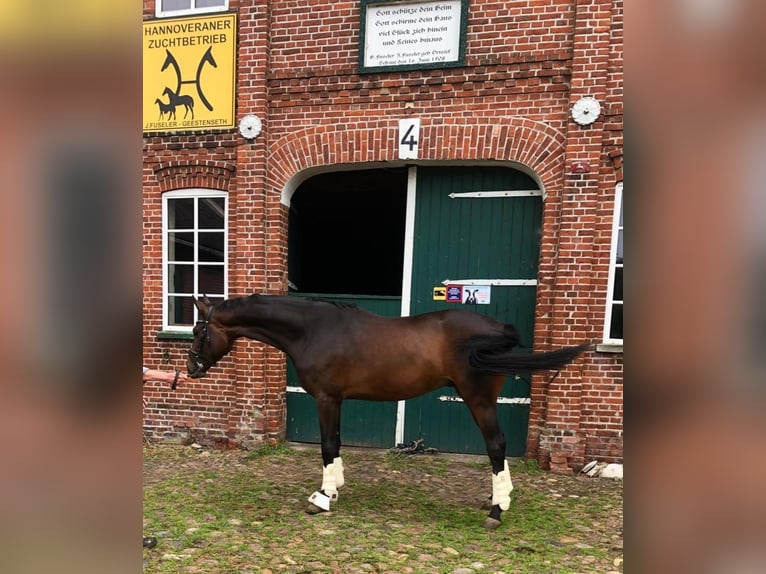 Koń hanowerski Wałach 5 lat 170 cm Ciemnogniada in Schiffdorf