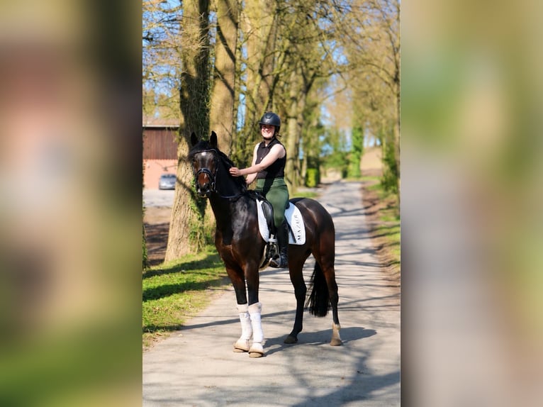 Koń hanowerski Wałach 5 lat 170 cm Ciemnogniada in Fürstenau