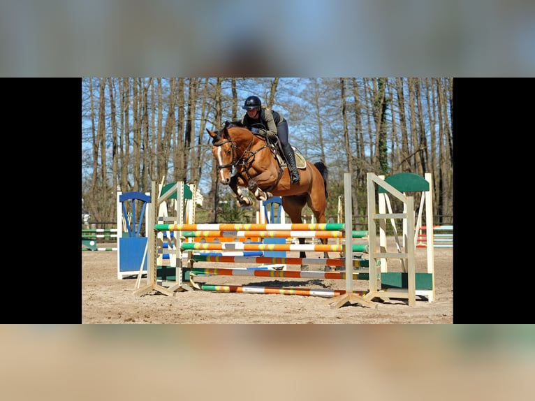 Koń hanowerski Wałach 5 lat 170 cm Gniada in Ritterhude