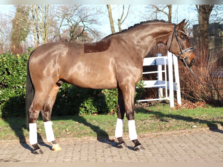 Koń hanowerski Wałach 5 lat 170 cm Gniada in Selsingen