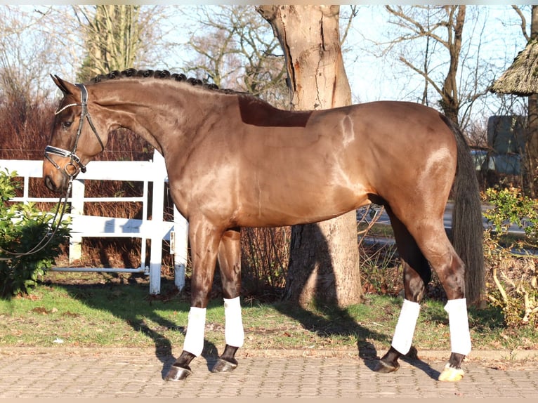 Koń hanowerski Wałach 5 lat 170 cm Gniada in Selsingen