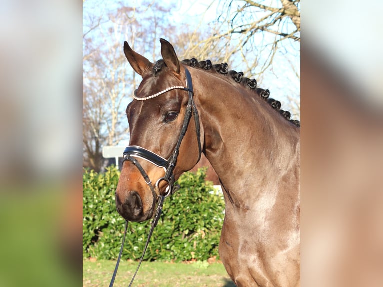 Koń hanowerski Wałach 5 lat 170 cm Gniada in Selsingen