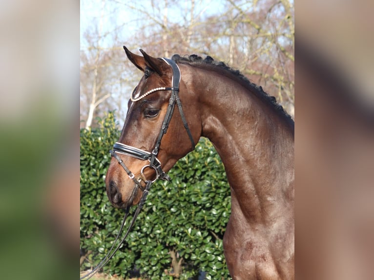 Koń hanowerski Wałach 5 lat 170 cm Gniada in Selsingen