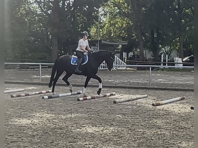 Koń hanowerski Wałach 5 lat 170 cm Kara in Burgwedel