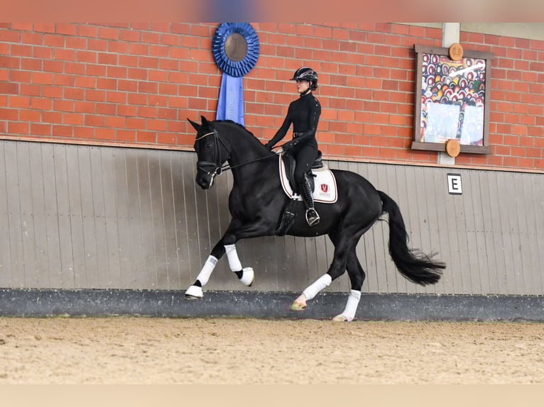 Koń hanowerski Wałach 5 lat 170 cm Kara in Brodersdorf