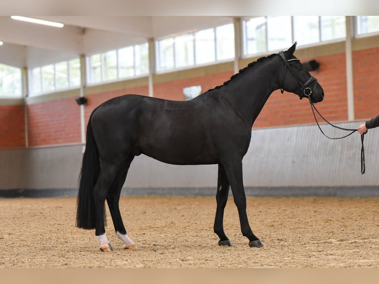 Koń hanowerski Wałach 5 lat 170 cm Kara in Brodersdorf