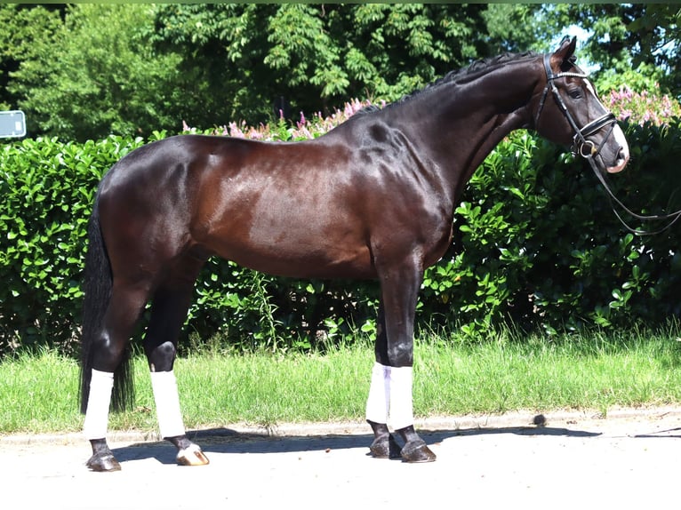 Koń hanowerski Wałach 5 lat 170 cm Kara in Selsingen