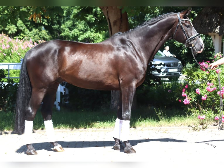 Koń hanowerski Wałach 5 lat 170 cm Kara in Selsingen