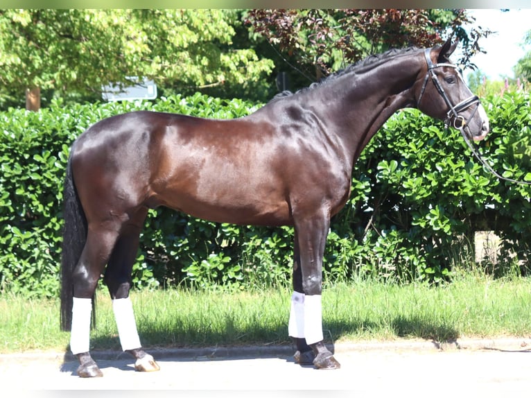 Koń hanowerski Wałach 5 lat 170 cm Kara in Selsingen