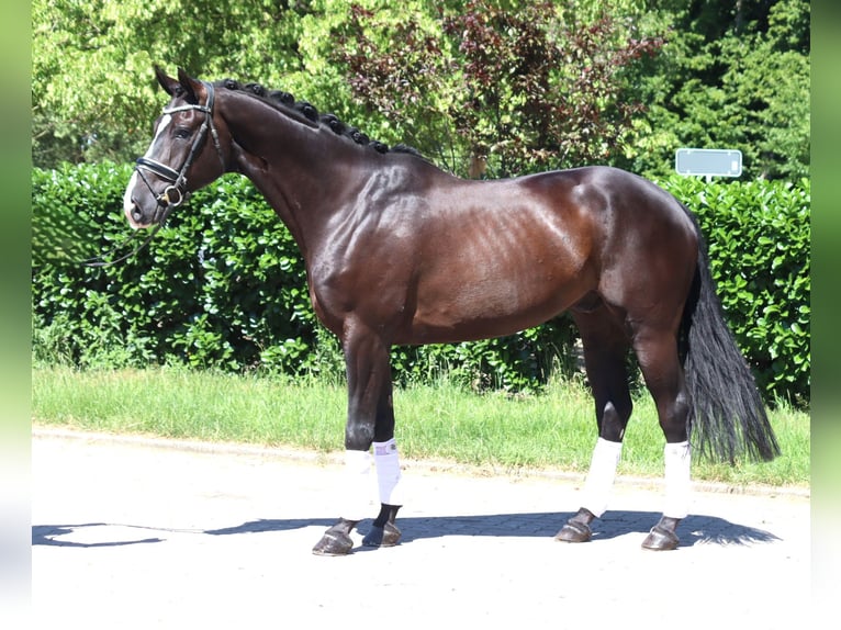 Koń hanowerski Wałach 5 lat 170 cm Kara in Selsingen