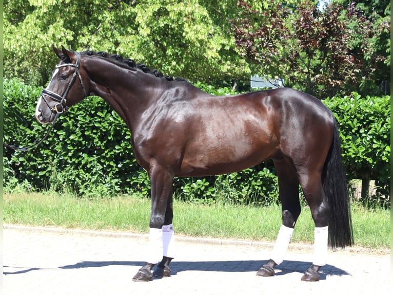 Koń hanowerski Wałach 5 lat 170 cm Kara in Selsingen
