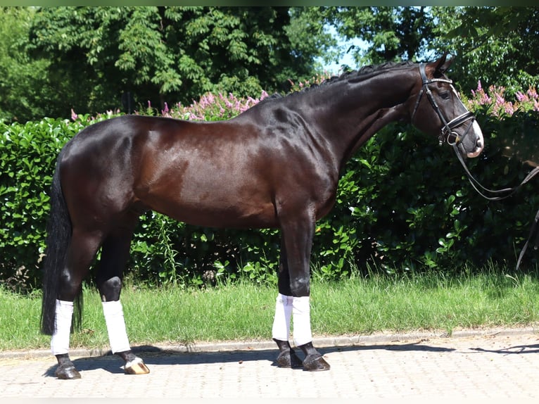Koń hanowerski Wałach 5 lat 170 cm Kara in Selsingen