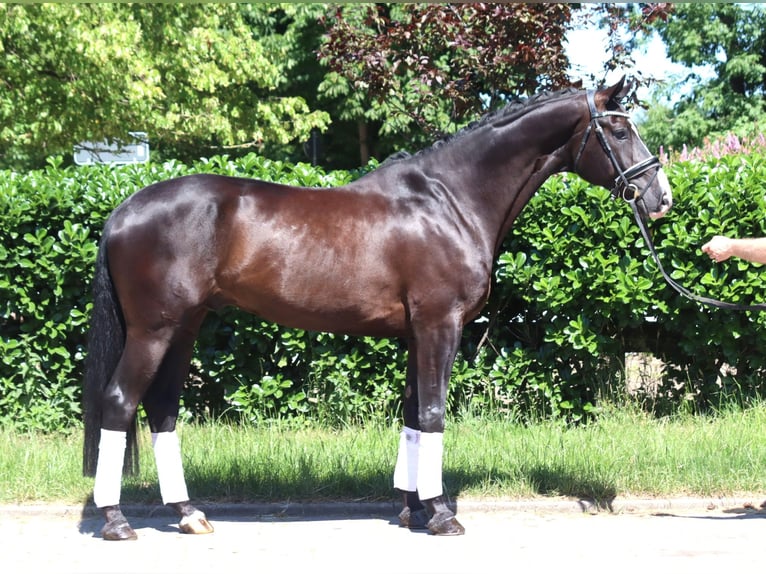 Koń hanowerski Wałach 5 lat 170 cm Kara in Selsingen