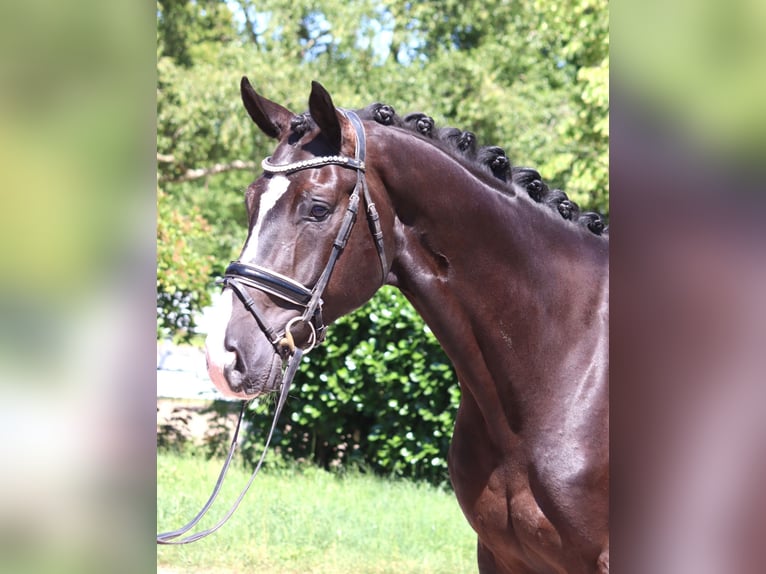 Koń hanowerski Wałach 5 lat 170 cm Kara in Selsingen