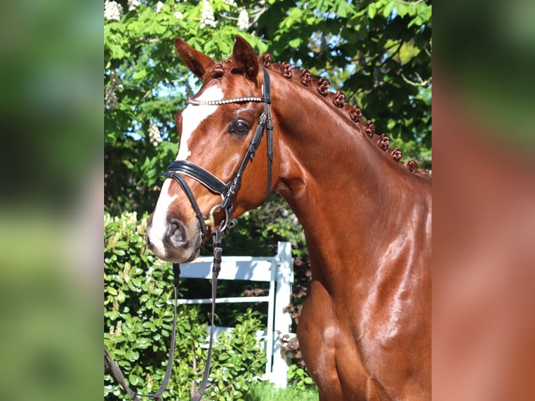 Koń hanowerski Wałach 5 lat 170 cm Kasztanowata in Selsingen