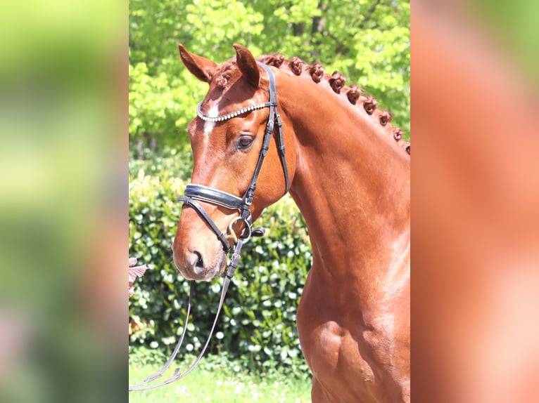 Koń hanowerski Wałach 5 lat 170 cm Kasztanowata in Selsingen