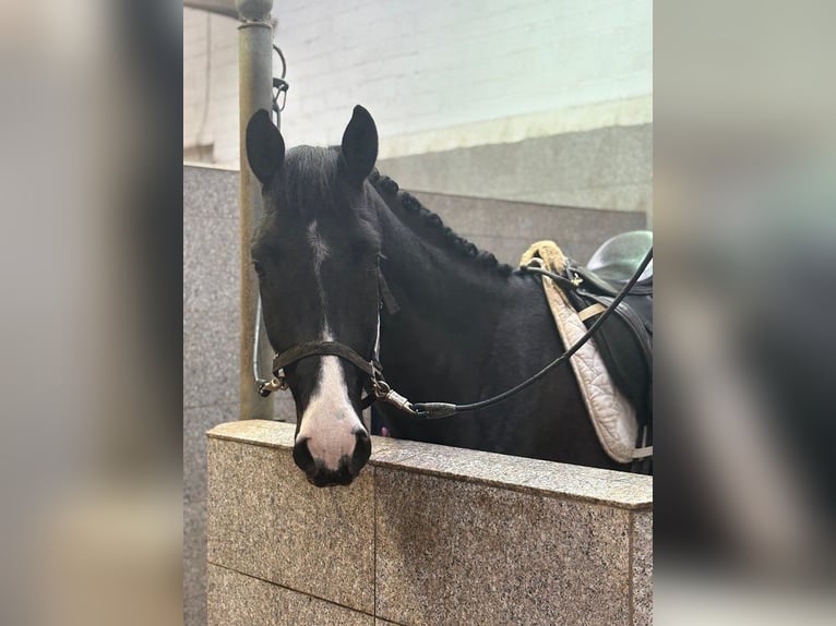 Koń hanowerski Wałach 5 lat 170 cm Skarogniada in Verden (Aller)