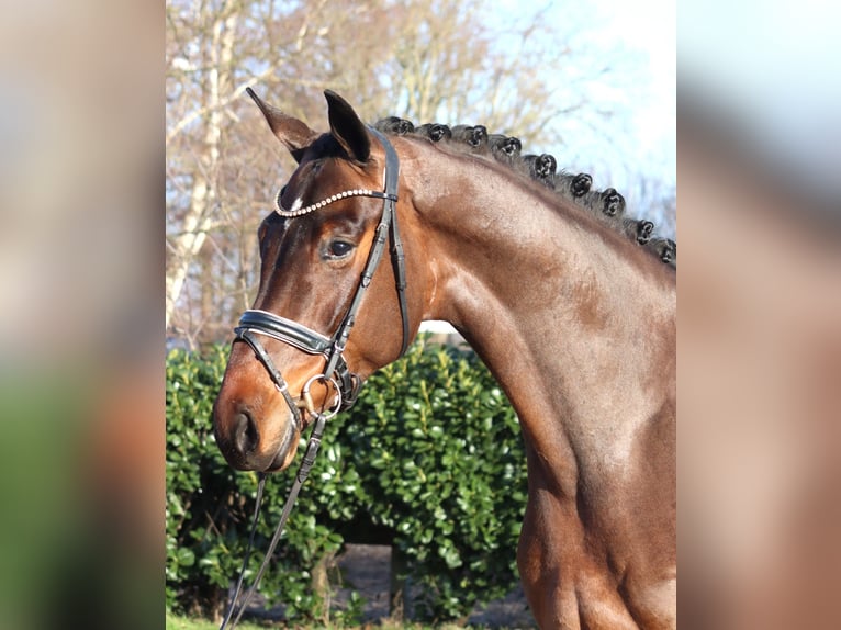 Koń hanowerski Wałach 5 lat 171 cm Gniada in Selsingen