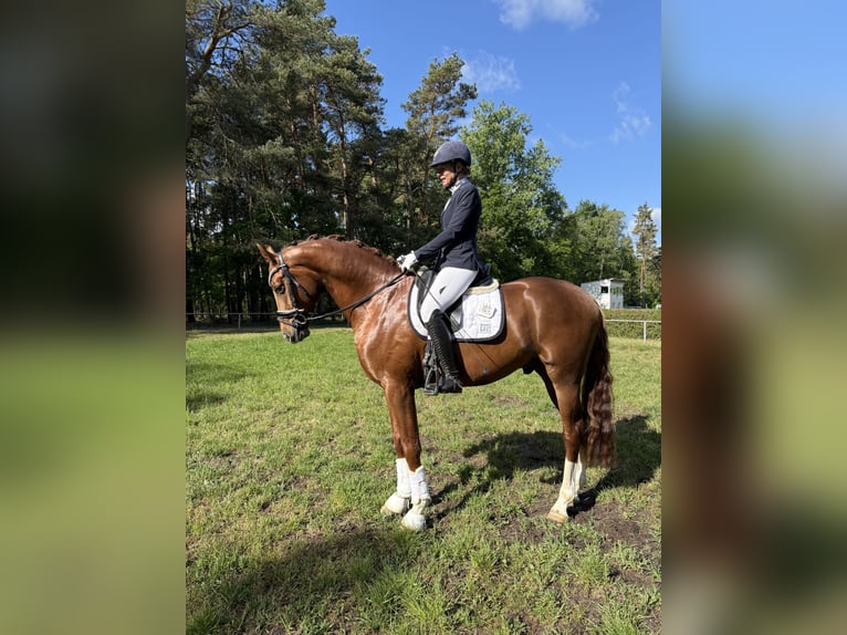 Koń hanowerski Wałach 5 lat 171 cm Kasztanowata in Tiddische