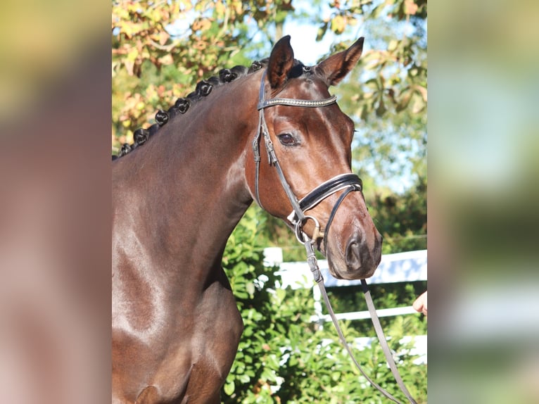 Koń hanowerski Wałach 5 lat 172 cm Gniada in Selsingen
