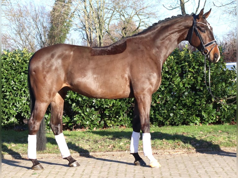 Koń hanowerski Wałach 5 lat 172 cm Gniada in Selsingen