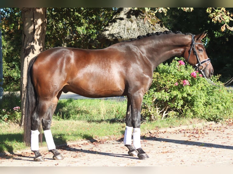 Koń hanowerski Wałach 5 lat 172 cm Gniada in Selsingen