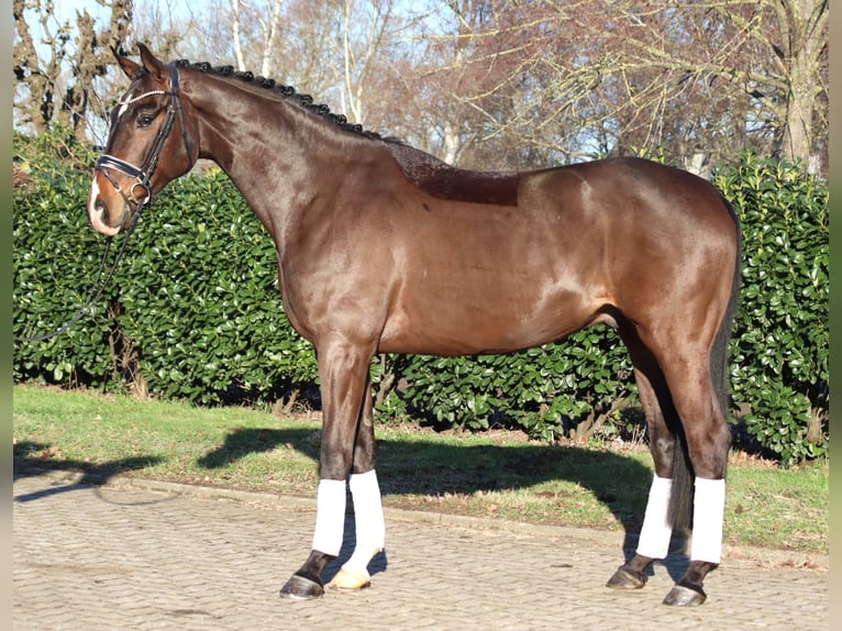 Koń hanowerski Wałach 5 lat 172 cm Gniada in Selsingen