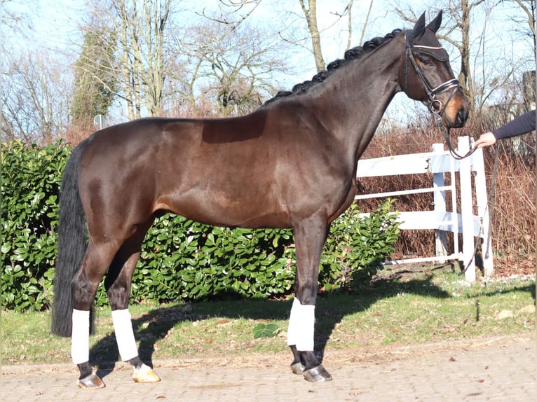 Koń hanowerski Wałach 5 lat 172 cm Gniada in Selsingen