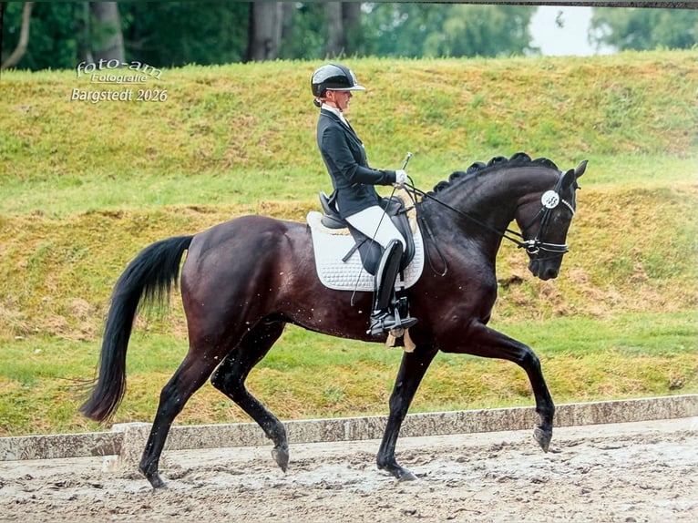 Koń hanowerski Wałach 5 lat 172 cm Kara in Reessum