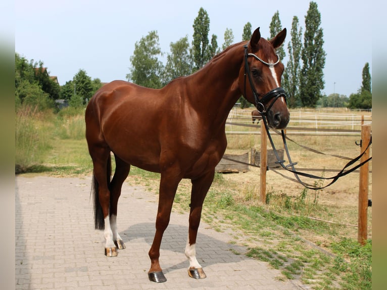 Koń hanowerski Wałach 5 lat 172 cm Kasztanowata in Langelsheim