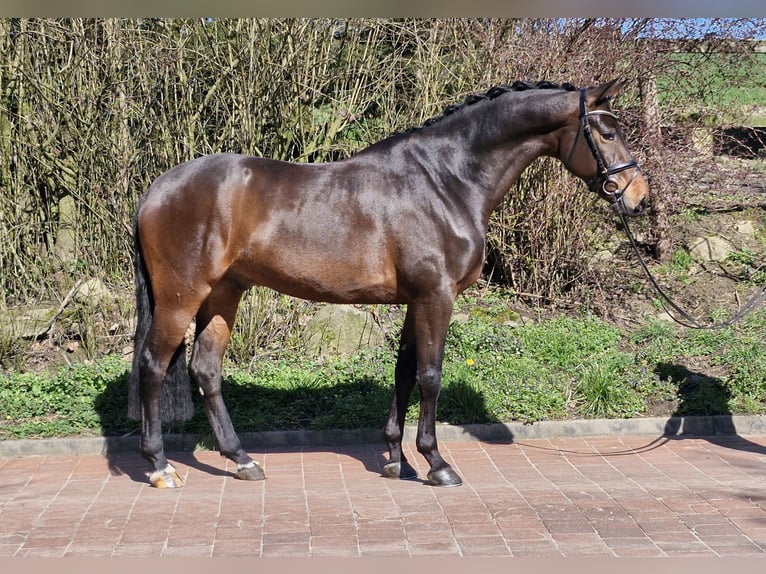 Koń hanowerski Wałach 5 lat 173 cm Ciemnogniada in Ostercappeln