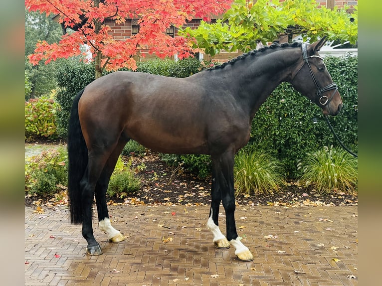 Koń hanowerski Wałach 5 lat 173 cm Gniada in Visbek
