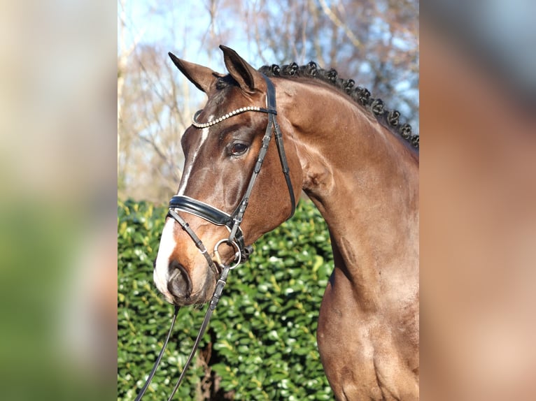 Koń hanowerski Wałach 5 lat 173 cm Gniada in Selsingen