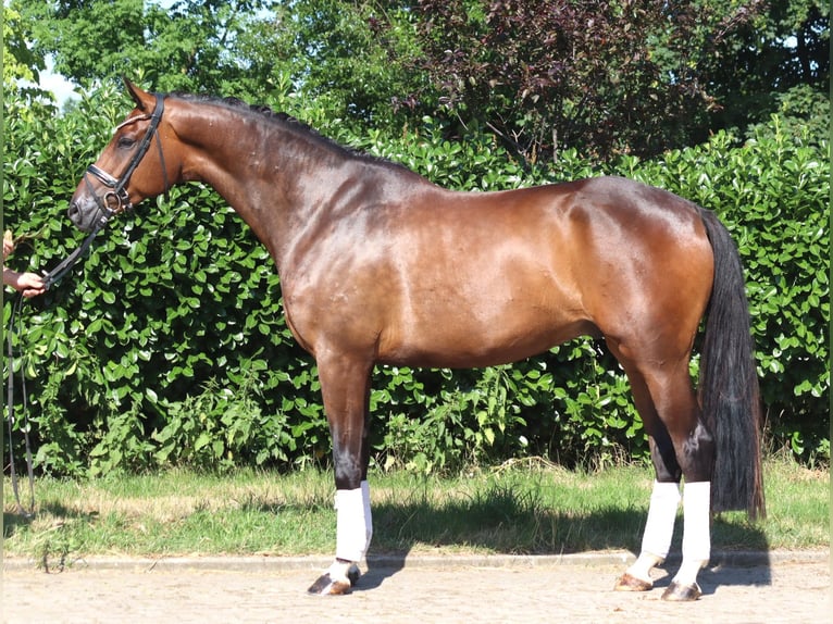 Koń hanowerski Wałach 5 lat 173 cm Gniada in Selsingen