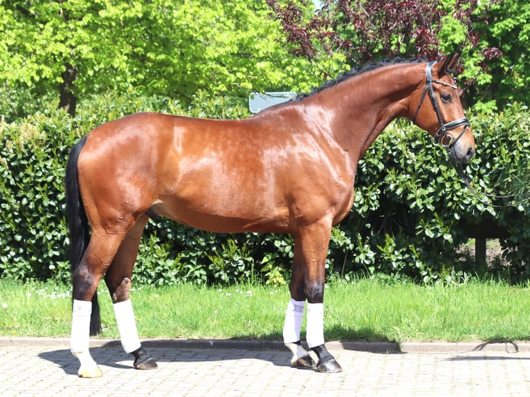 Koń hanowerski Wałach 5 lat 173 cm Gniada in Selsingen
