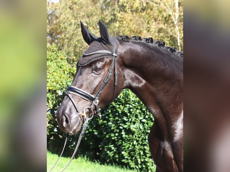 Koń hanowerski Wałach 5 lat 173 cm Kara in Selsingen