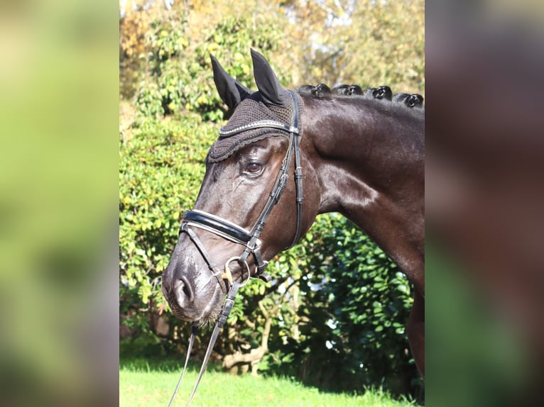 Koń hanowerski Wałach 5 lat 173 cm Kara in Selsingen