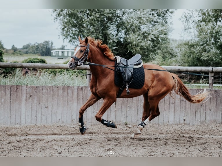 Koń hanowerski Wałach 5 lat 173 cm Kasztanowata in Oberkr&#xE4;mer