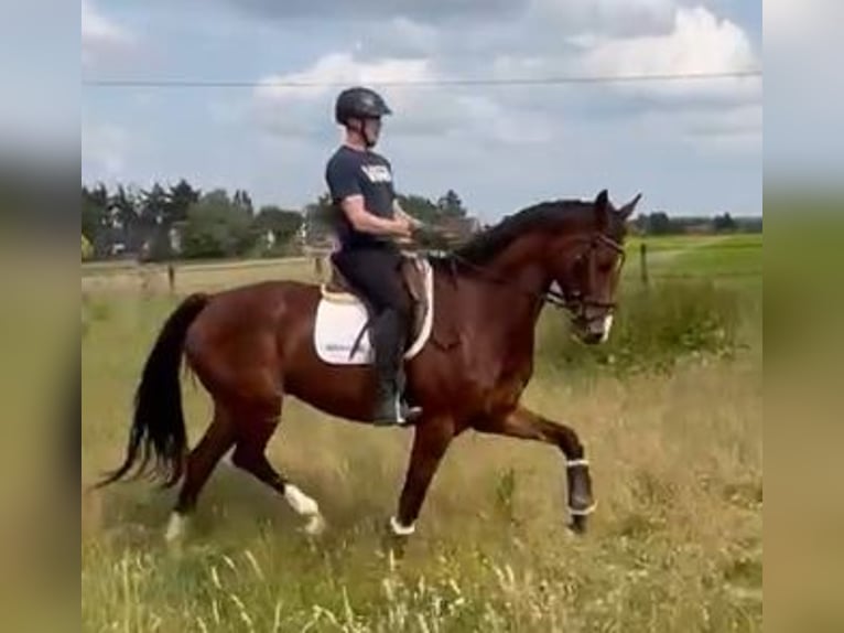 Koń hanowerski Wałach 5 lat 174 cm Gniada in Nettetal/Germany