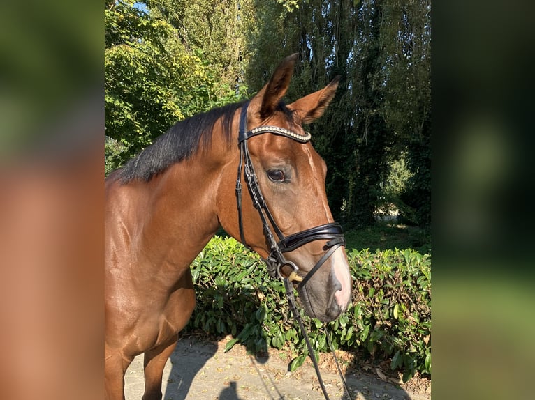 Koń hanowerski Wałach 5 lat 174 cm Gniada in Nettetal/Germany