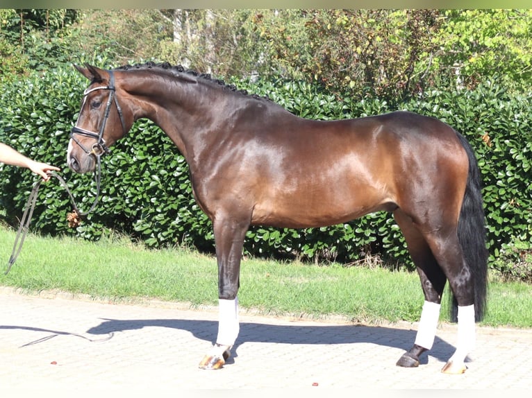Koń hanowerski Wałach 5 lat 174 cm Gniada in Selsingen