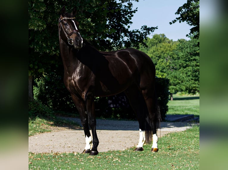 Koń hanowerski Wałach 5 lat 174 cm Kara in Chieming