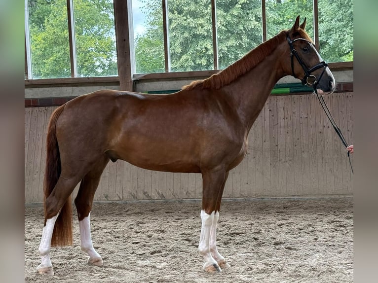 Koń hanowerski Wałach 5 lat 174 cm Kasztanowata in Hoya