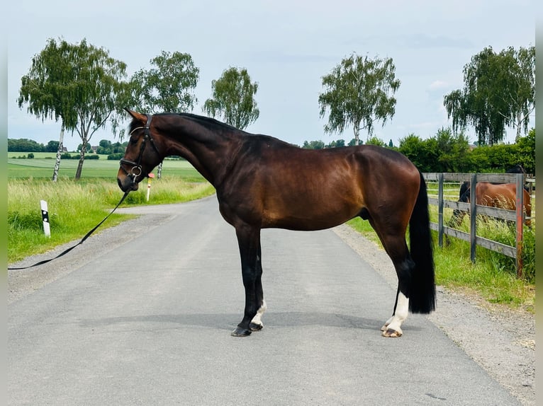 Koń hanowerski Wałach 5 lat 175 cm Ciemnogniada in Hohenhameln