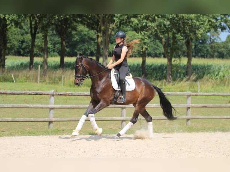 Koń hanowerski Wałach 5 lat 175 cm Ciemnogniada in WesterkappelnWe