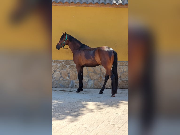 Koń hanowerski Wałach 5 lat 175 cm Ciemnogniada in Valdemoro