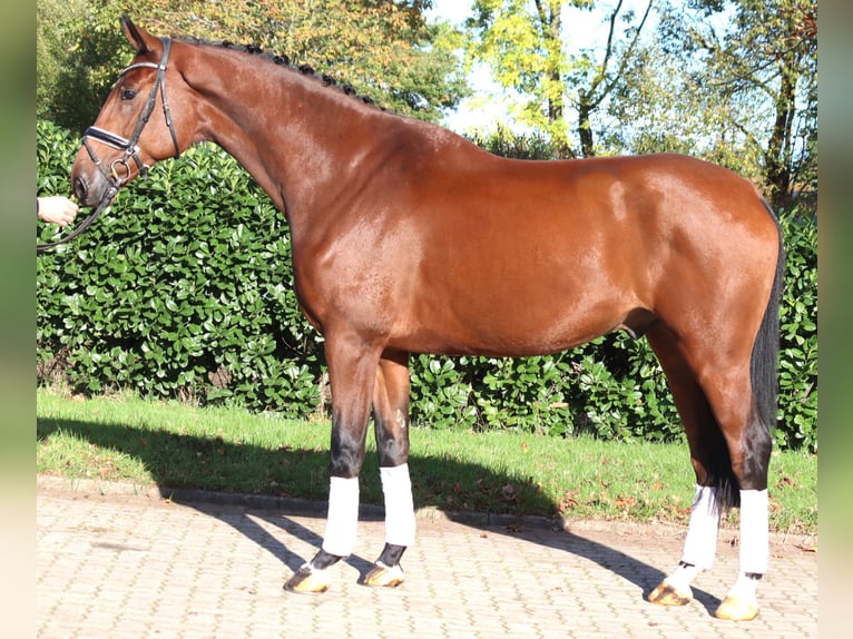 Koń hanowerski Wałach 5 lat 175 cm Gniada in Selsingen