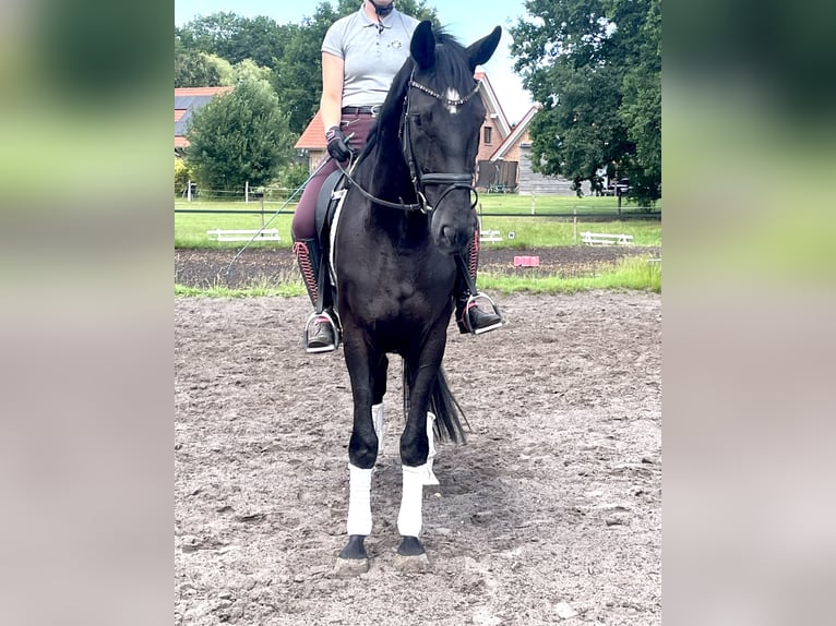 Koń hanowerski Wałach 5 lat 175 cm Kara in Kirchlinteln