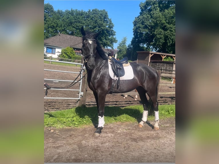 Koń hanowerski Wałach 5 lat 175 cm Kara in Kirchlinteln