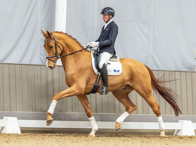 Koń hanowerski Wałach 5 lat 175 cm Kasztanowata in Münster-Handorf